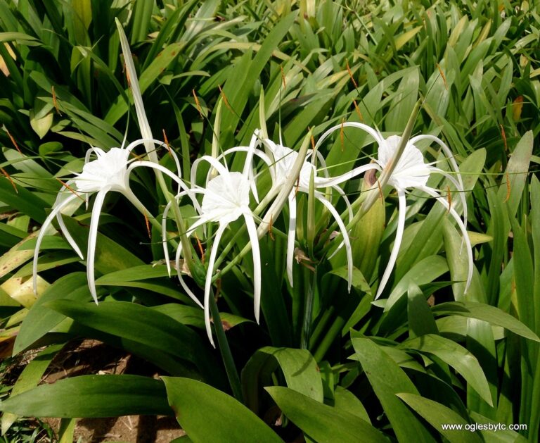 native plant
