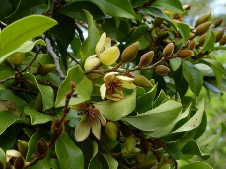 native plant new orleans louisiana