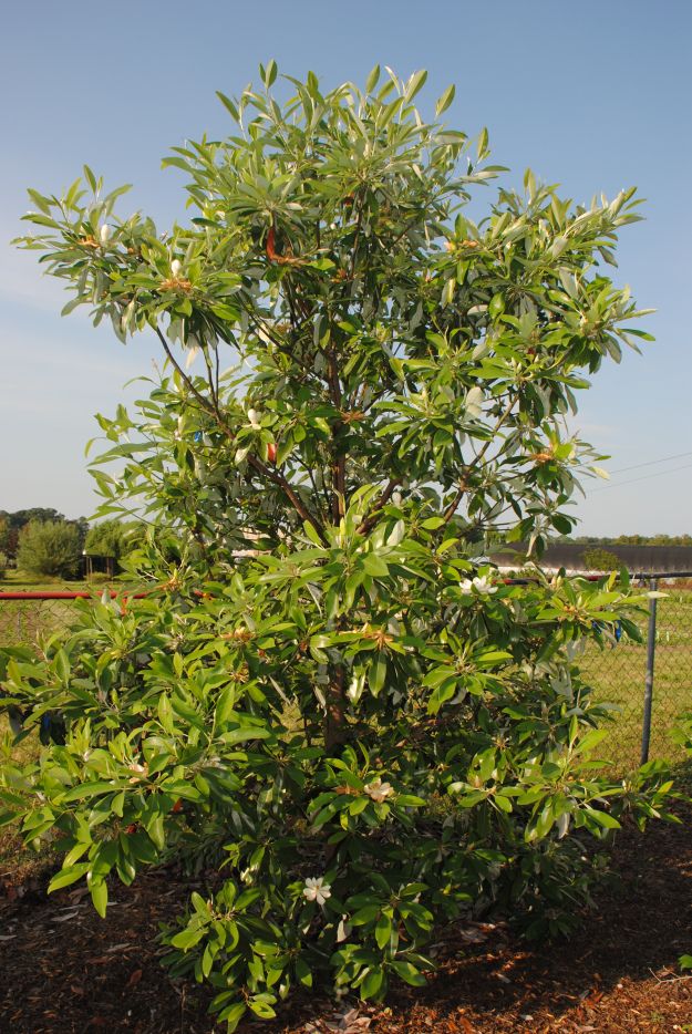 native tree new orleans louisiana