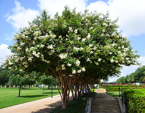 crepe myrtle types louisiana