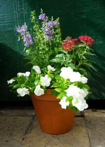 4th of July Container Garden Arrangement