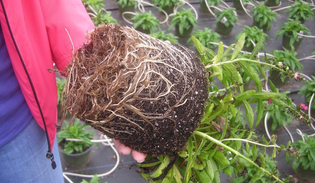 What Does Root Rot Look Like 