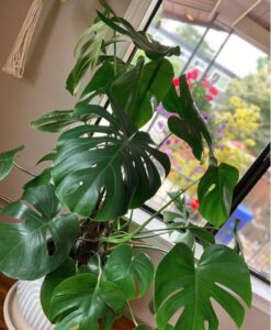Indoor Houseplant Tips for Beginners - The Plant Gallery