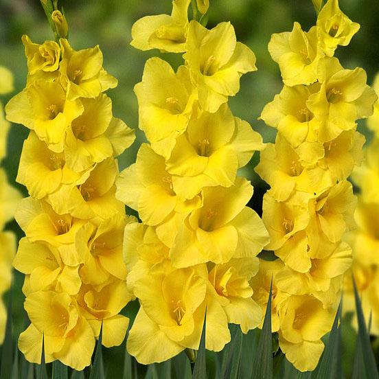 gladiolus popular flower
