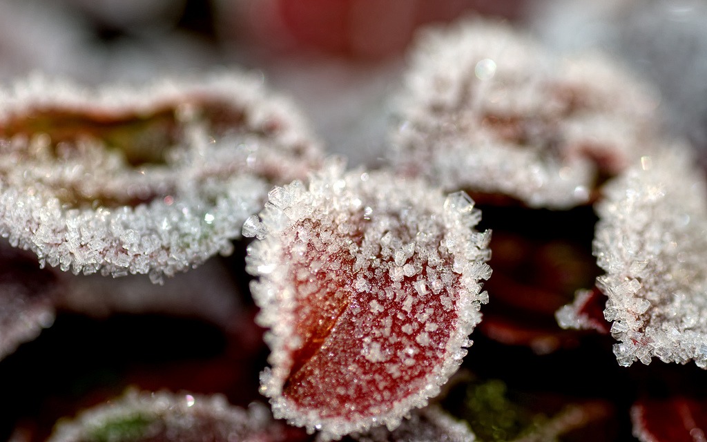 protect plants during a freeze