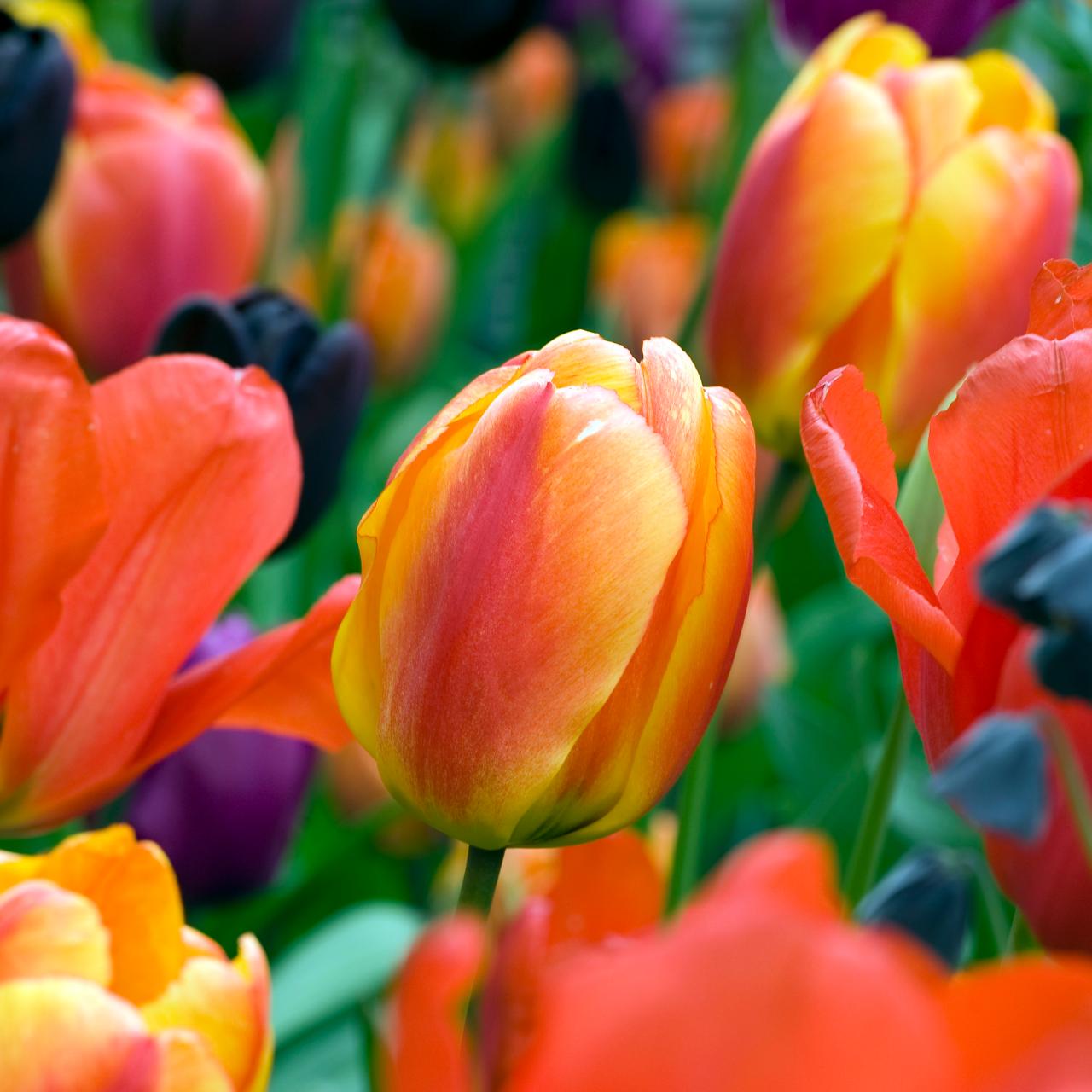 Tulip popular flower meanings