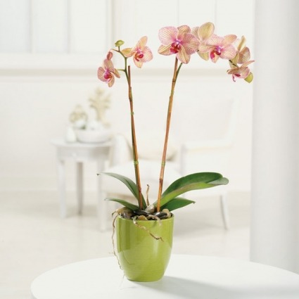 orchid beauty potted orchid plant.425