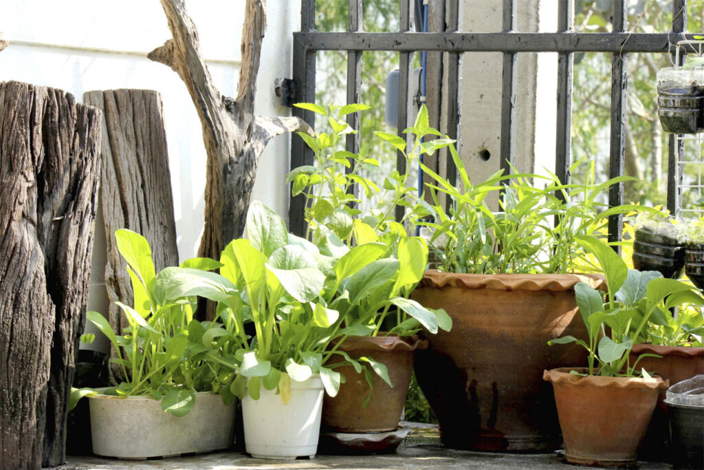 Outdoor Potted Plants that need Protection from the freeze 