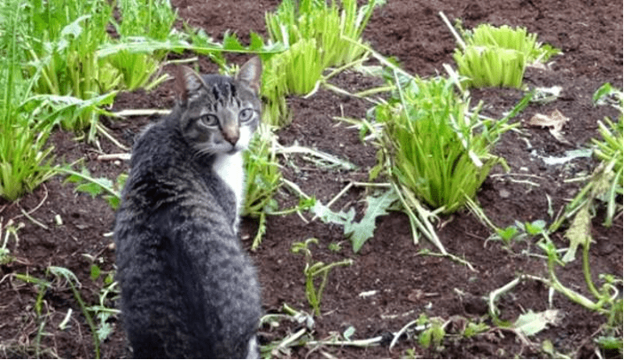 Cat In Garden