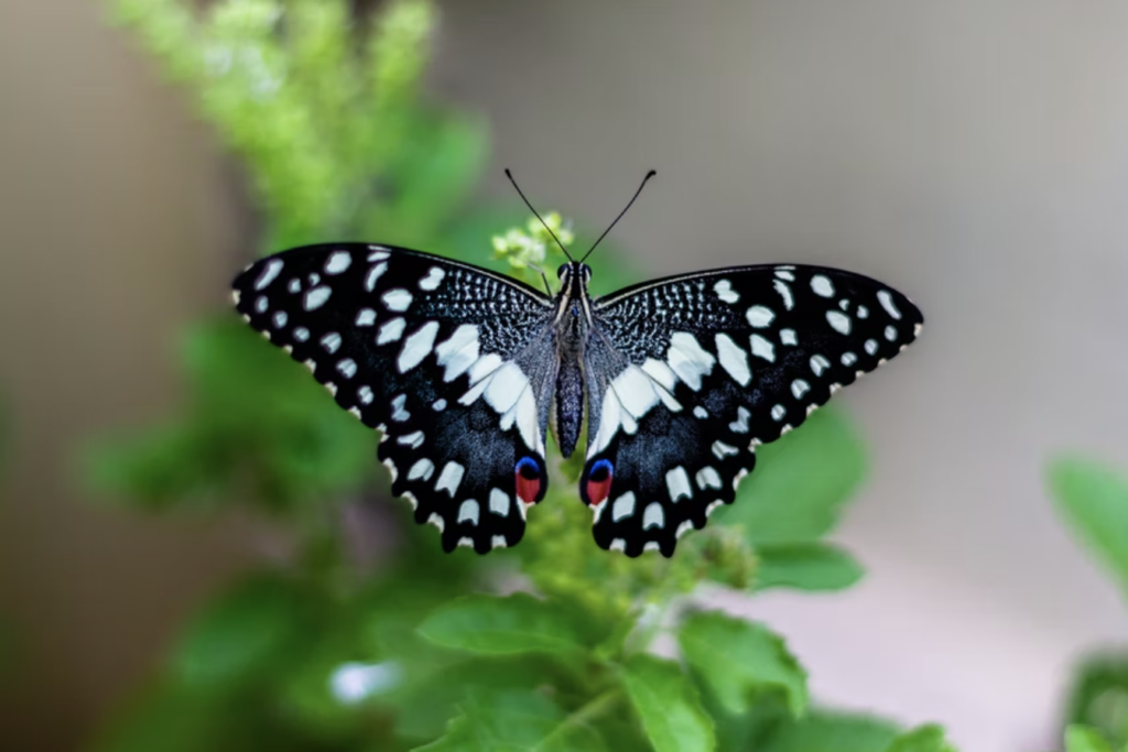 A black butterfly