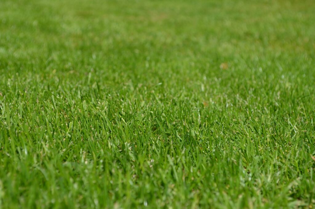 The Plant Gallery - A close-up of a lush green lawn full of well-maintained grass